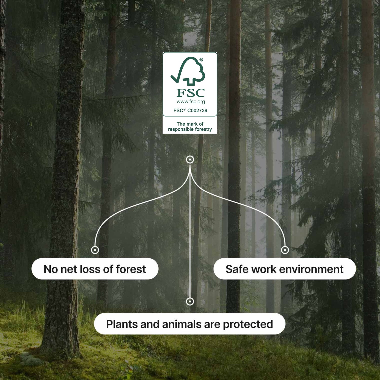 Pine and spruce forest